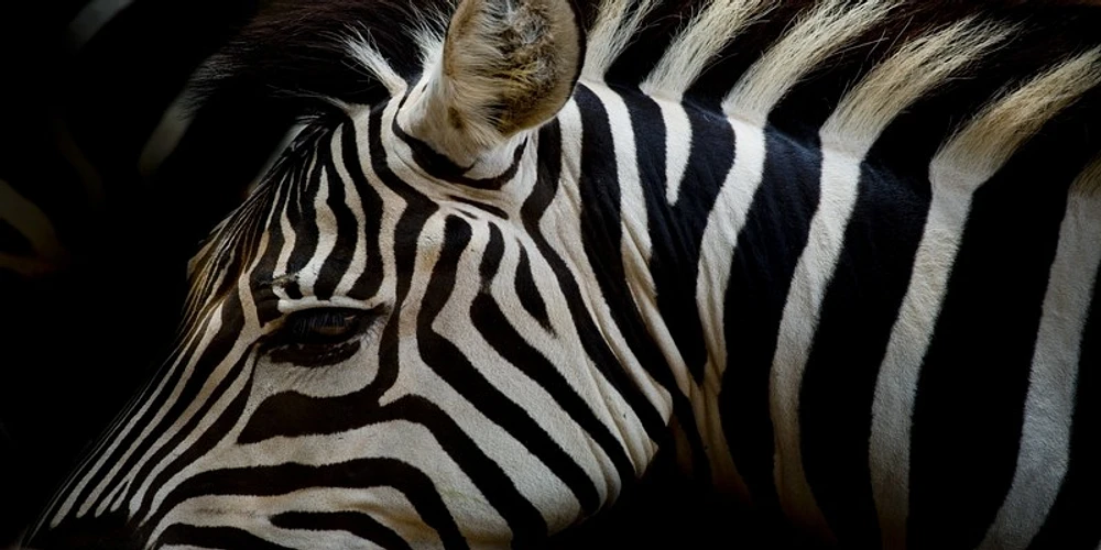 Rogelio Tybalt - Zebra Sepia