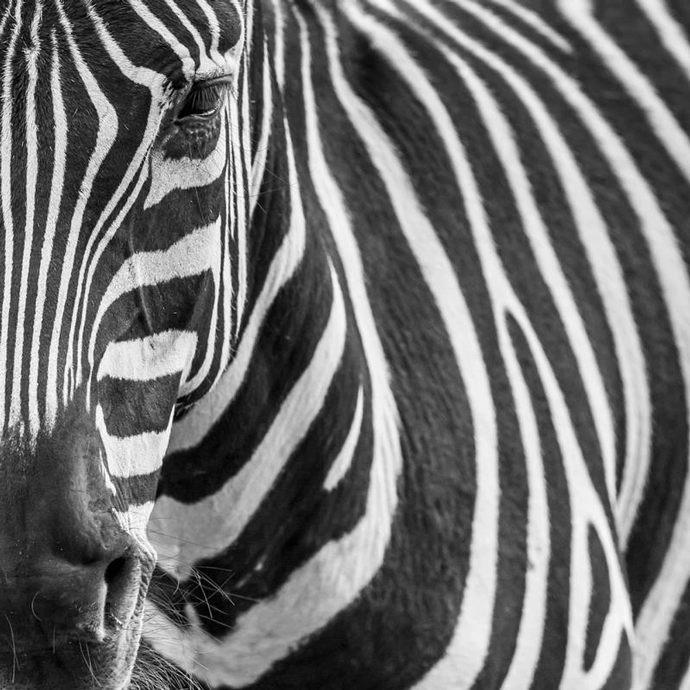 Rogelio Tybalt - Zebra Face