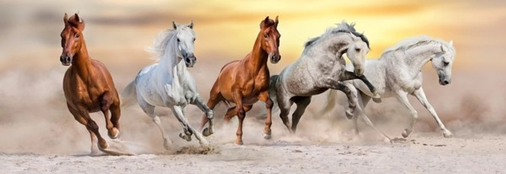 Jocelyn Borivoj - Horse Run Desert