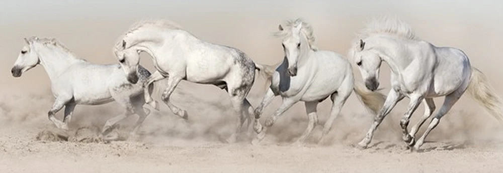 Jocelyn Borivoj - Horse White Herd Run Desert