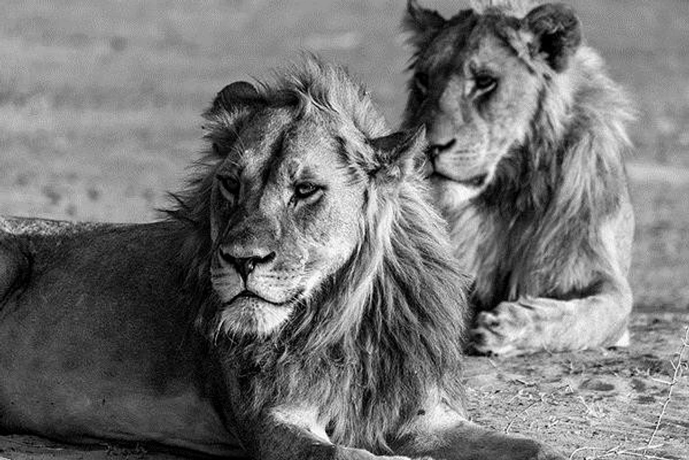 Felicia Roy - Lions Observing