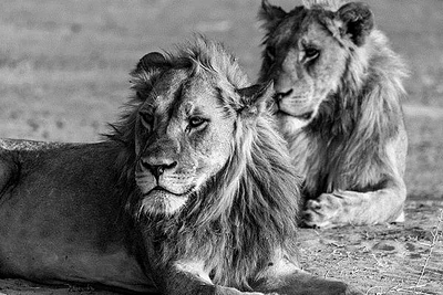 Felicia Roy - Lions Observing