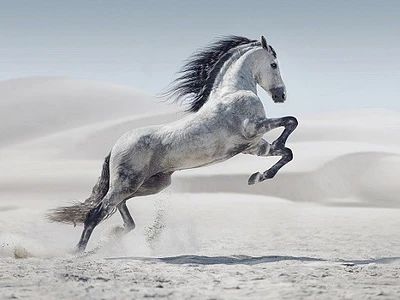 Jocelyn Borivoj - Horse White On