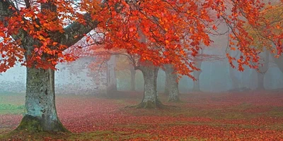 Juan Antonio Palacios - arboles Rojos