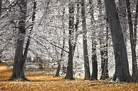 Assaf Frank - Autumn Trees And Leaves