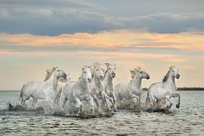 Xavier Ortega - Camargue Horses France