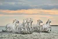 Xavier Ortega - Camargue Horses France