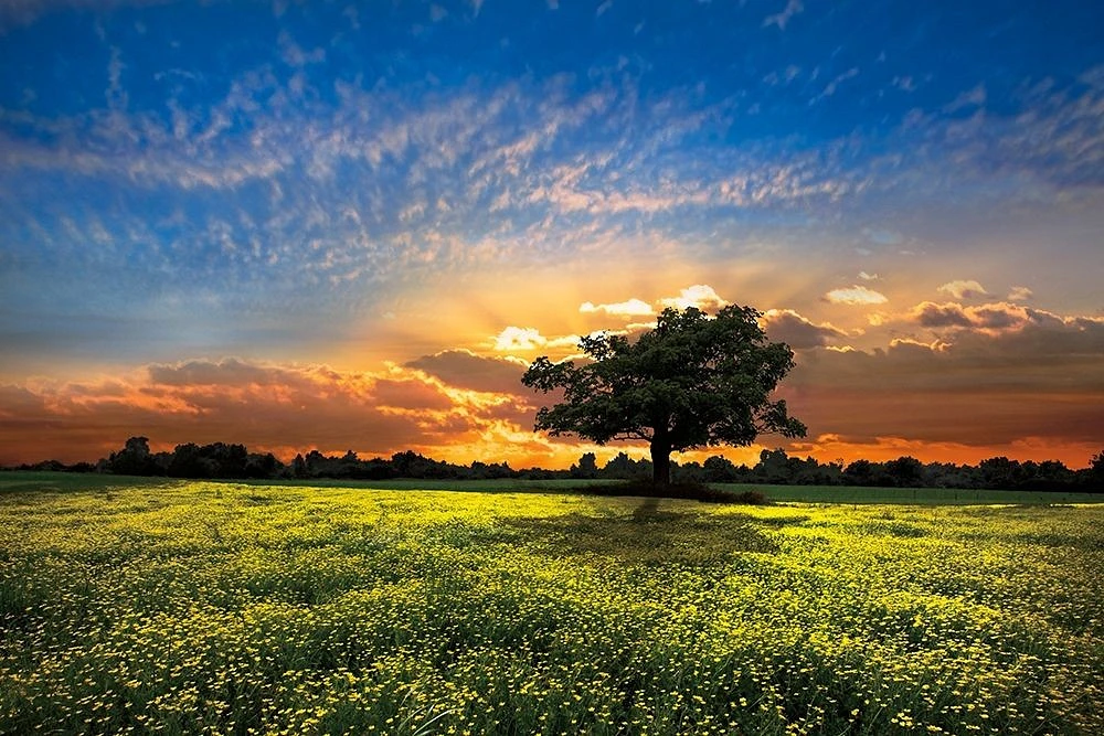 Celebrate Life Gallery - Shadows at Sunset