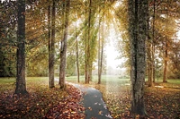 Celebrate Life Gallery  - Following the Light