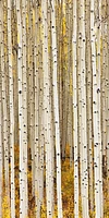 Idan Myrddin - Birch Trunks