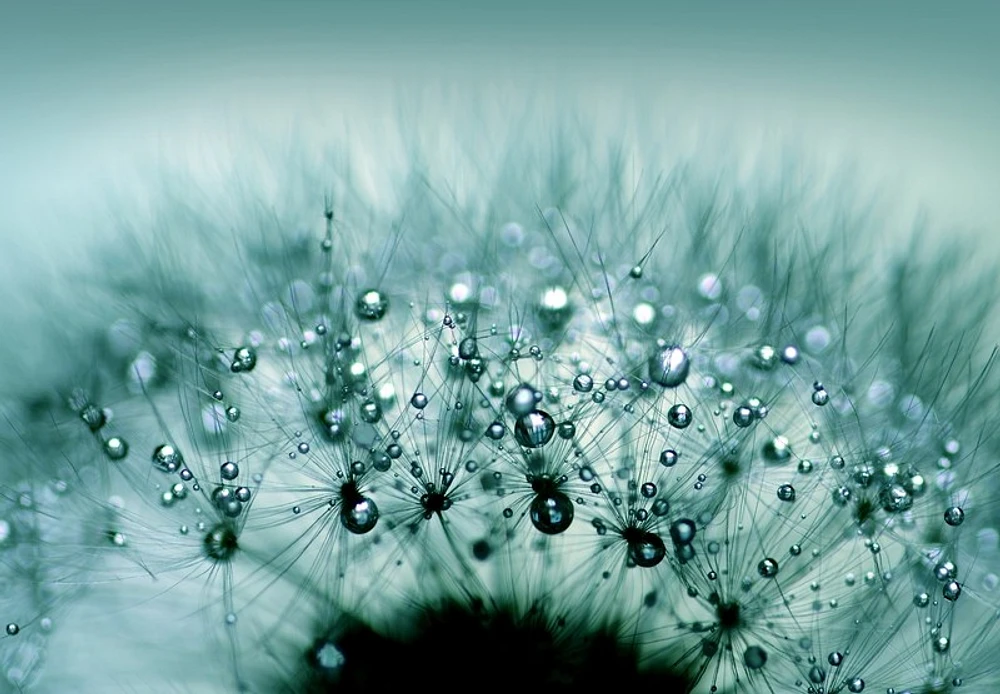 Torhild Adrijana - Water Drops on Dandelion