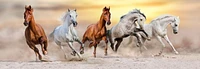 Jocelyn Borivoj - Horse Run Desert
