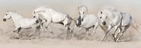 Jocelyn Borivoj - Horse White Herd Run Desert