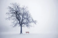 Robert Greeny - Neela Park Winter Tree Fog