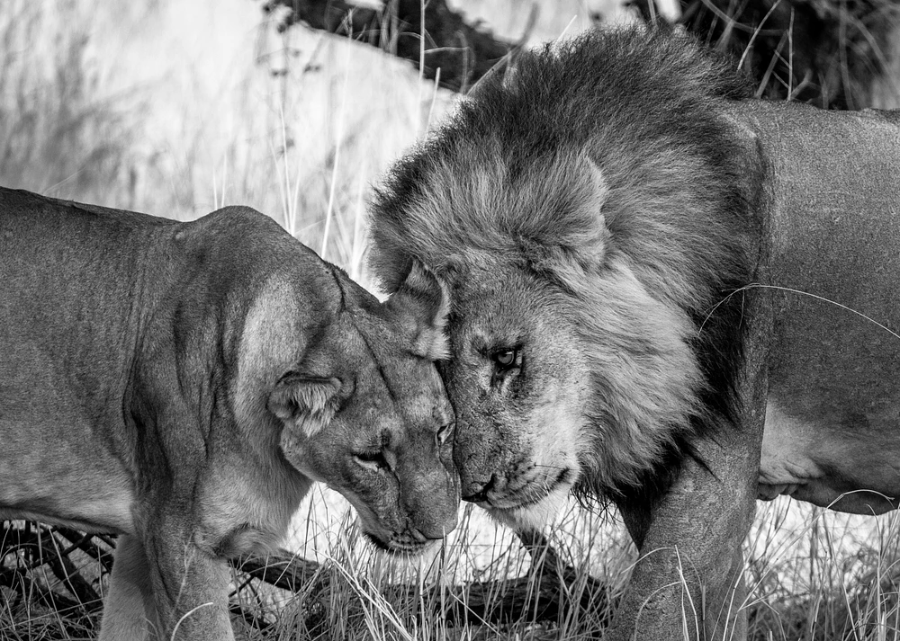 Felicia Roy - Lions Showing Affection