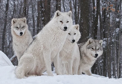 Carina Siegbert - Artic Wolf Pack