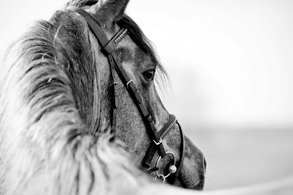 Felicia Roy - Black-In-White Of A Sports Stallion