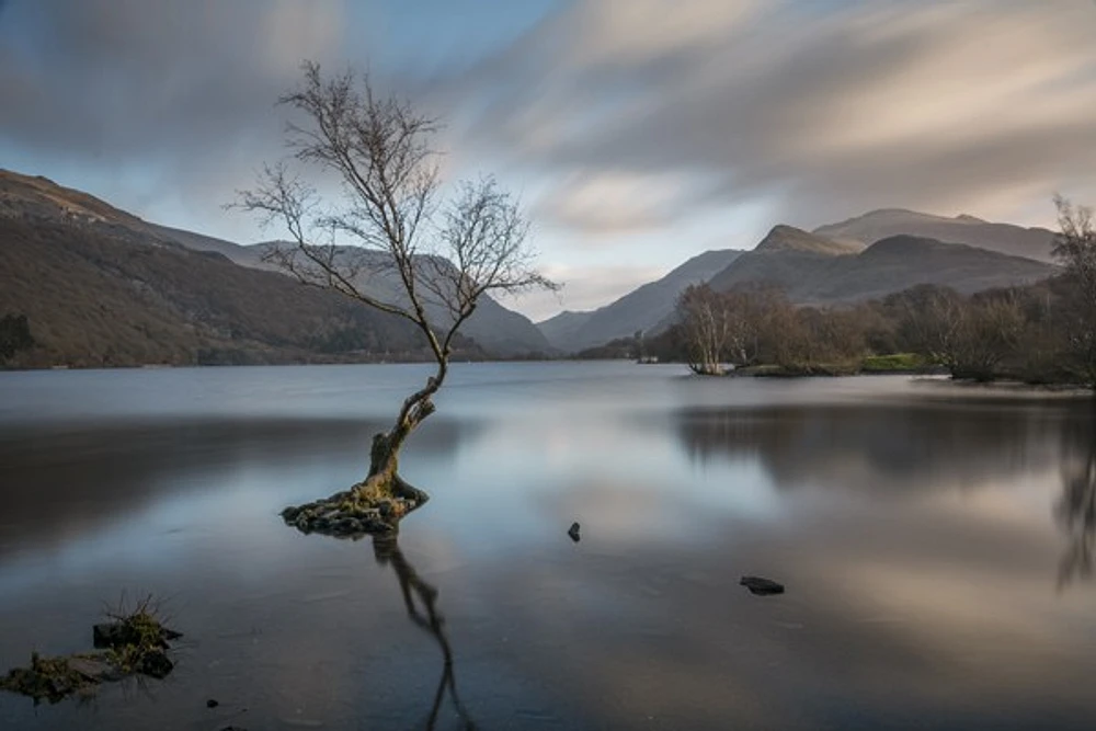 Joshwa Benne - The Lone Tree