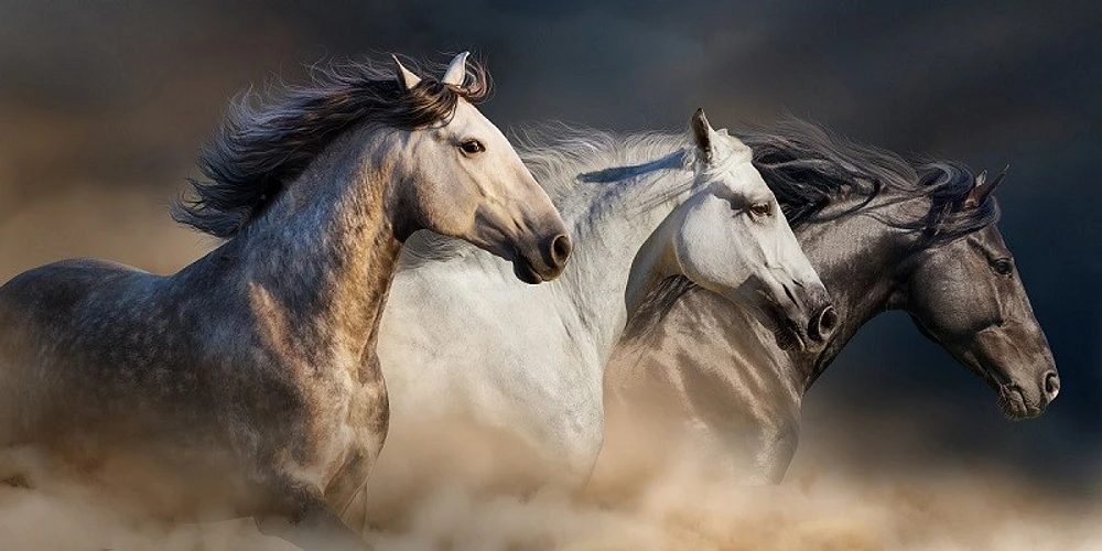 Edith Leanne - Horses Run Gallop Desert