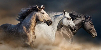 Edith Leanne - Horses Run Gallop Desert