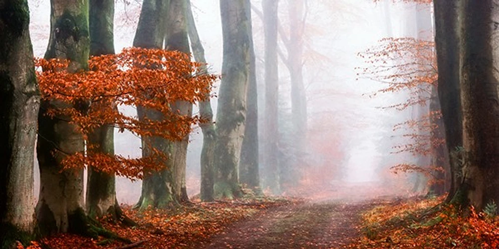 Lars Van de Goor - Last Guide before the Mist