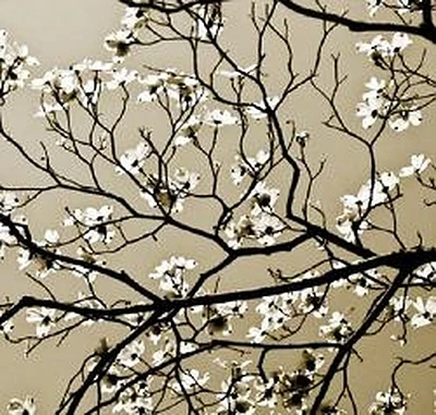 Hausenfluck Dogwood - Say it with Art
