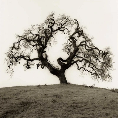 Alan Blaustein - Hillside Oak