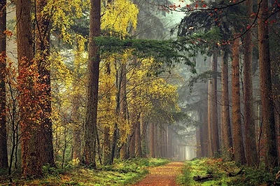 Lars Van de Goor - Colors of the Forest