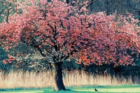 Lars Van de Goor - Me and My Tree