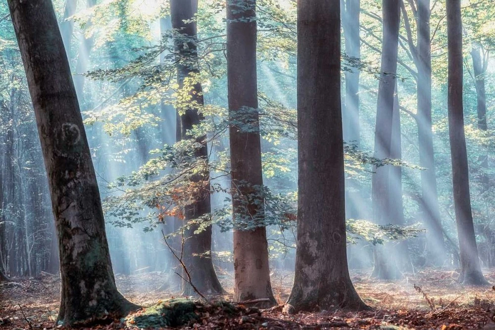 Lars Van de Goor - Spellbound