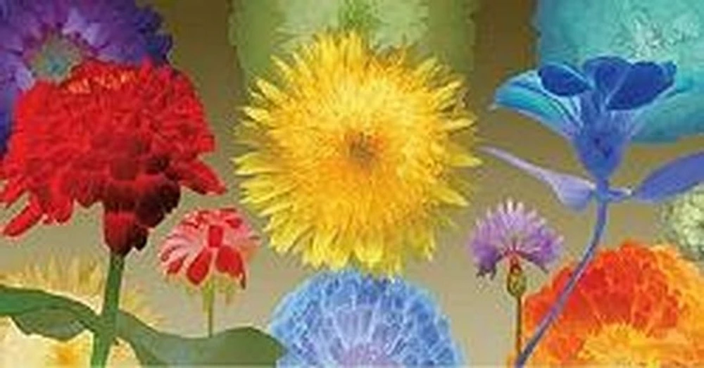 Robert Mertens - Sunflower Fireworks