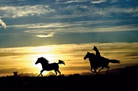 Horses and sunset  