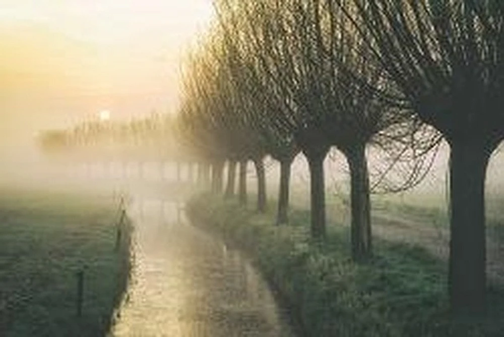 Lars Van De Goor - Willow's Lane 