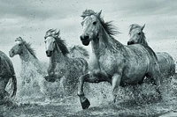 Horses - Camargue 