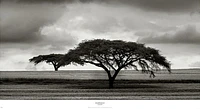 Acacia Trees  