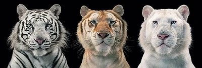 Tim Flach - Tiger Breeding ser