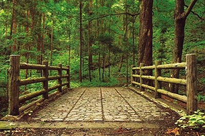 Deep Green Forest