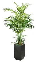 Kentia Palm