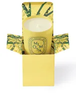 Mimosa Candle - Limited Edition