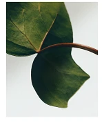 Ivy Small Solid Soap Duo Set