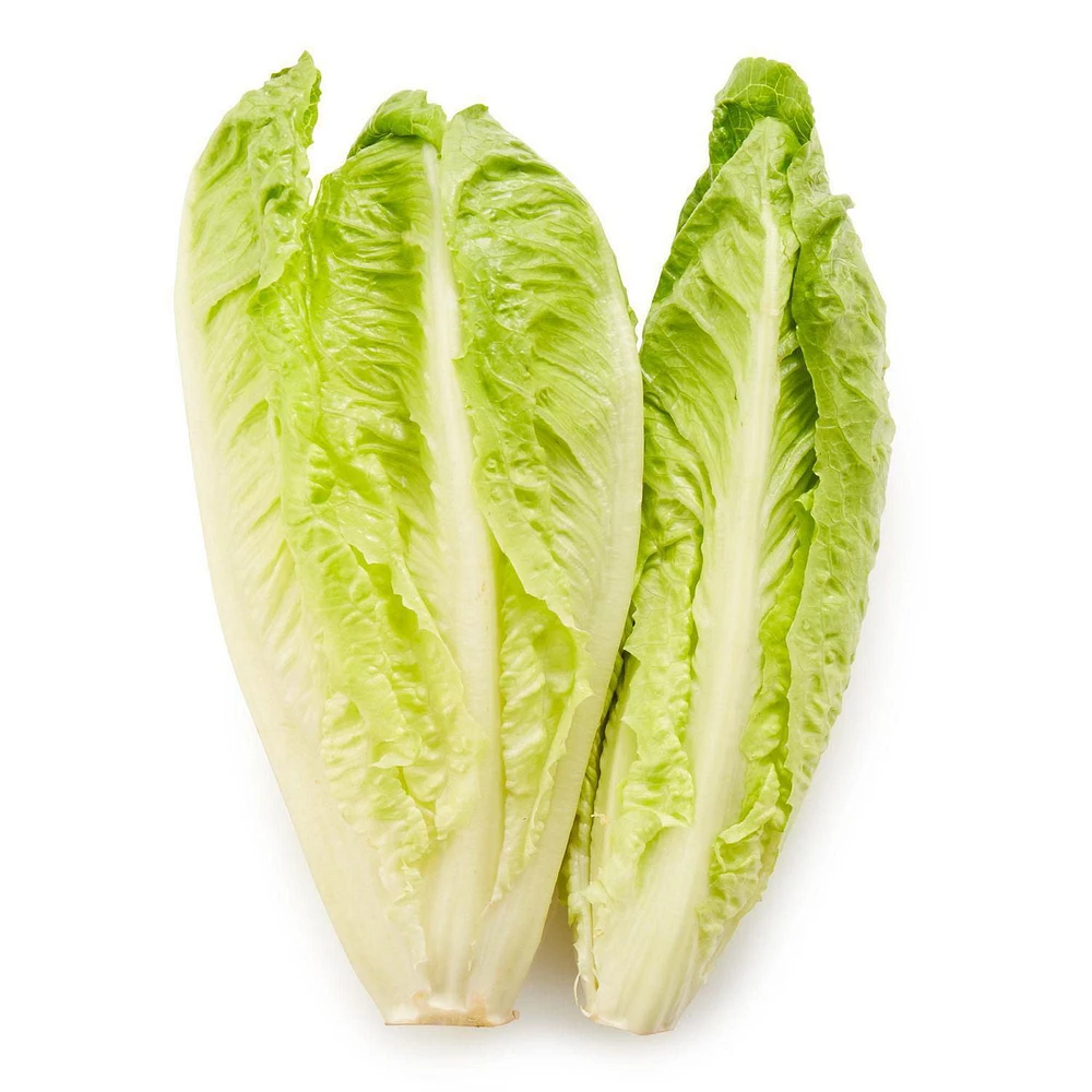 Laitue Romaine Cœur Biologique
