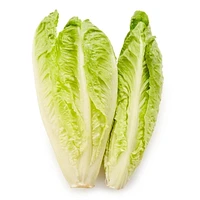 Laitue Romaine Cœur Biologique