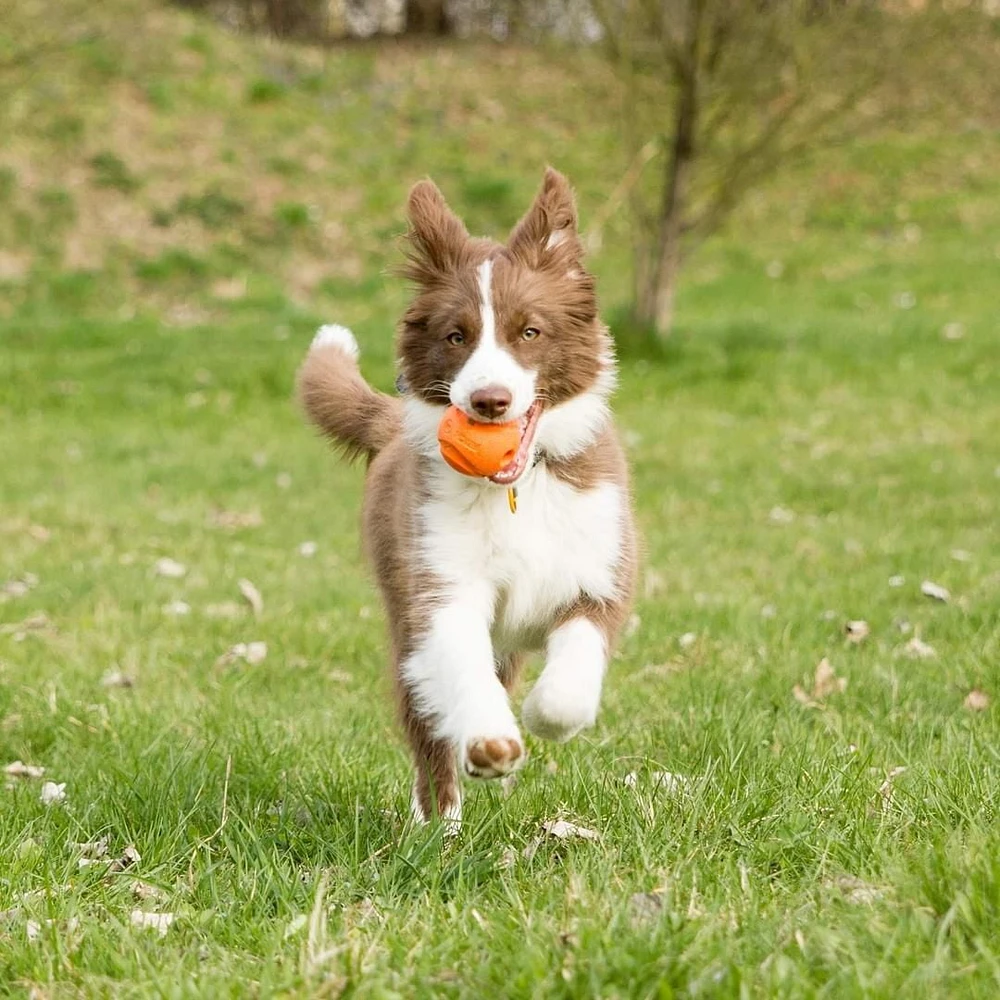 Chuckit! Medium 2 Pack Fetch Ball Dog Toy, 2.5", 2 Pack Ball Toy