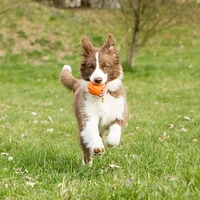 Chuckit! Medium 2 Pack Fetch Ball Dog Toy, 2.5", 2 Pack Ball Toy