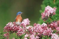 Dwarf Korean Lilac