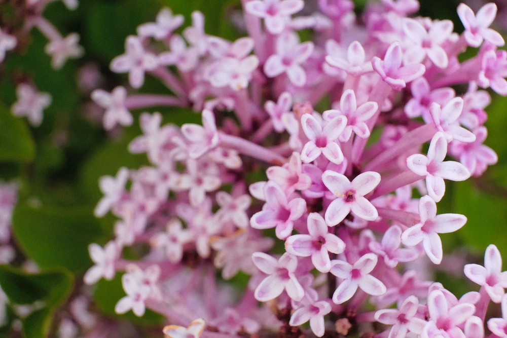 Dwarf Korean Lilac