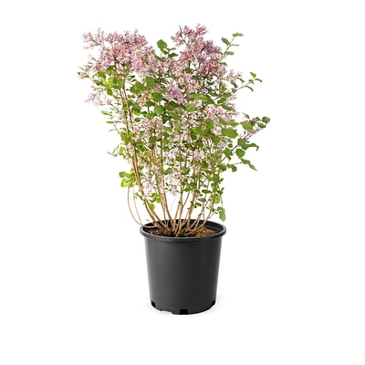 Lilas de Corée nain