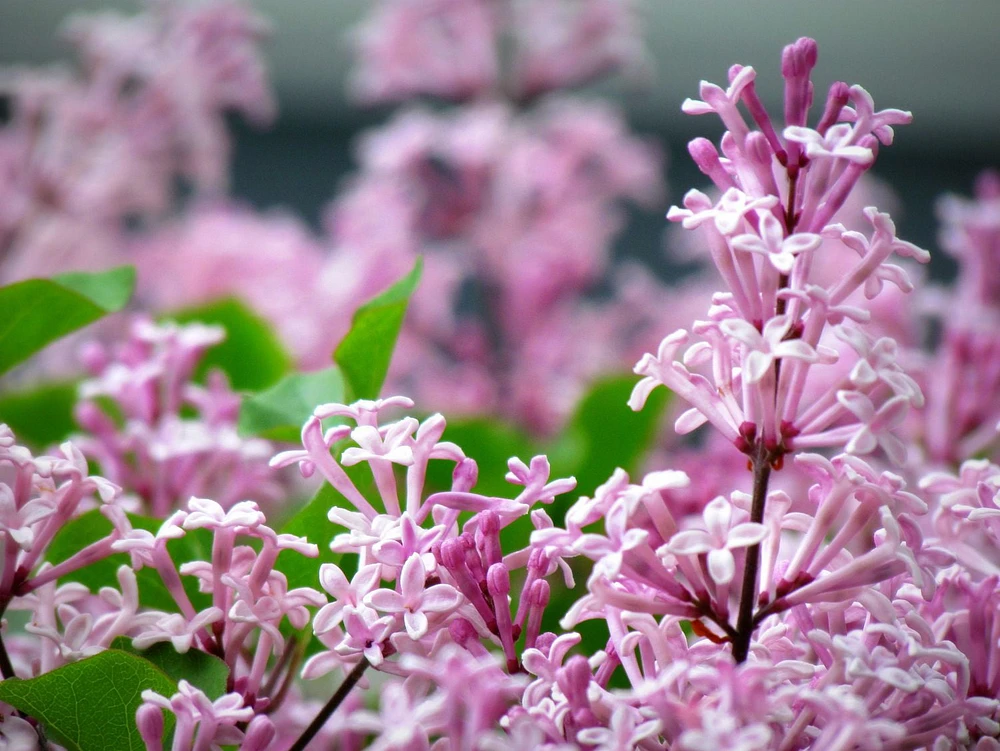 Dwarf Korean Lilac