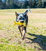 Multipet Smiling Loofa Dog, Peluche et Jouet Pour Chien Banane en Latex
