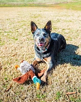 Multipet Duck Dog Toy - Dog Comfort Toy, Duck Dog Toy